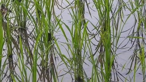Authentic Rice Field Landscape with Natural Colors and Real Perspective Stock Footage 308470601