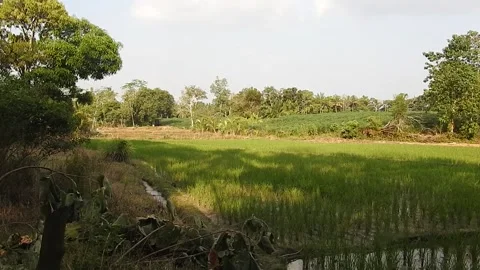 Authentic Rice Field Landscape with Natural Colors and Real Perspective Stock Footage 308473454