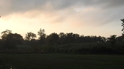 Authentic Rice Field Landscape with Natural Colors and Real Perspective Stock Footage 308473471