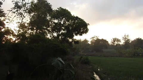 Authentic Rice Field Landscape with Natural Colors and Real Perspective Stock Footage 308473482