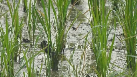 Authentic Rice Field Landscape with Natural Colors and Real Perspective Stock Footage 308474032