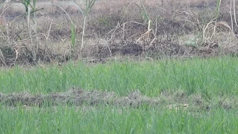 Authentic Rice Field Landscape with Natural Colors and Real Perspective Stock Footage 308534619