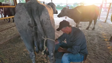 Authentic rural living: farmer's devotion to milking a buffalo at sunrise Video stock 318288736