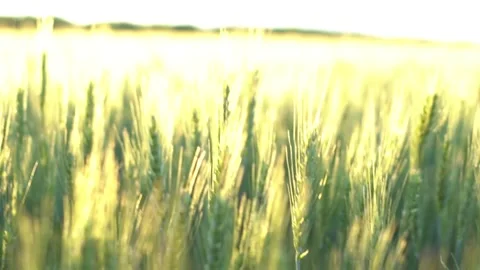 Authentic scenic wheat ears stem close-up. Stock Footage 276572933