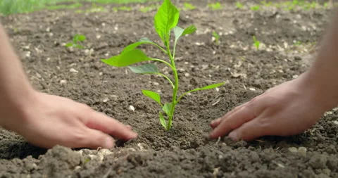 An authentic shot of a man's hands planting a young plant sapling in the soil. Stock Footage 155995658