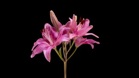 Authentic time lapse documenting the natural blooming process of a real pink... Stock Footage 342730086