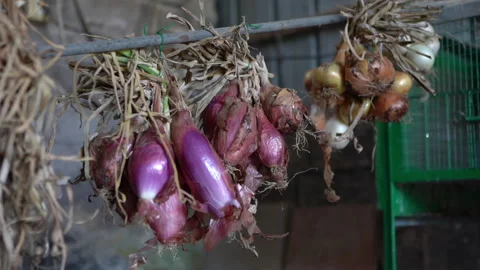 Authentic video shot of drying home vegetables on rope and wooden stick Stock Footage 211393583