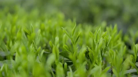 Authentic Video of Young Tea Leaves in Garden Stock Footage 319611672