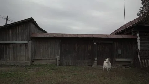 Authentic view of a yard in a Ural village, a goat near a log house Stock Footage 260949625
