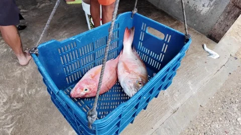 Authentic Weighing Fresh Snapper Fishes in Basket at Local Caribbean Seafood Stock Footage 337014109