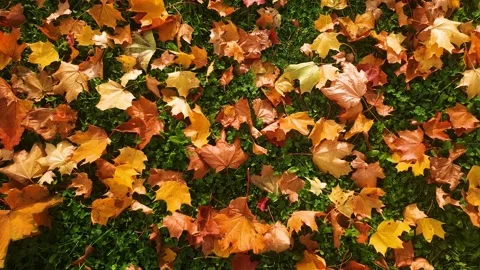 Authentic yellow-orange top view fallen autumn leaves on the ground Vídeo Stock 347090330