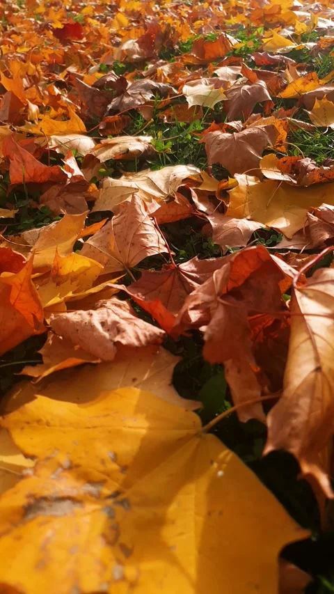 Authentic yellow-orange vertical, An autumn landscape of colorful leaves Stock-Footage 347090342