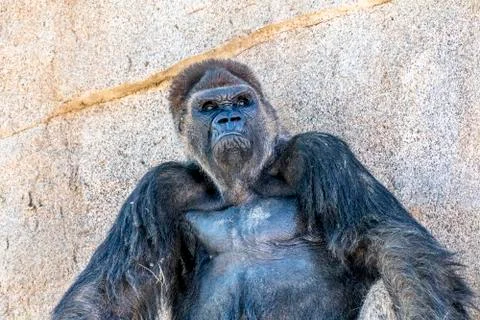 Authoritative Silverback Gorilla Stock Photos