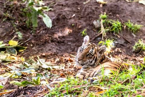 Authoritative Sumatran Tiger Stock Photos