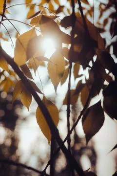 Аuthum 스톡 사진