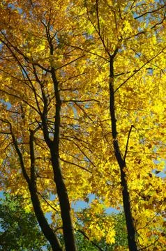 Authumn forest. Stock Photos