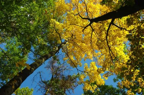 Authumn forest. Stock Photos