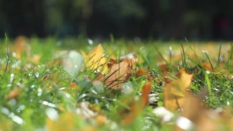 Autmn Video stock 162754803