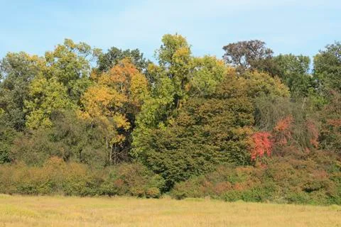 Autmn forest Stock Photos