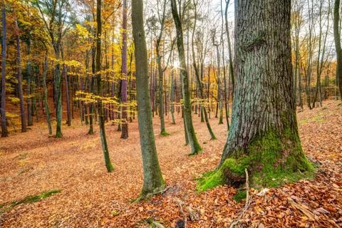 Autmn forest Stock Photos