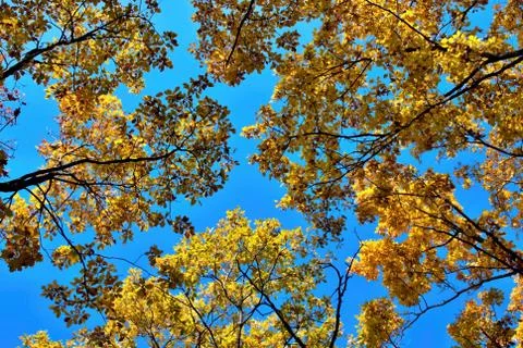 Autmn forest Stock-Fotos