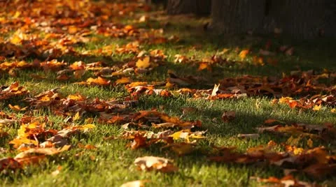 Autmn leave on the grass Stock Footage 12368173