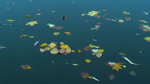 Autmn leaves are floating down the water Stock Footage 81536557