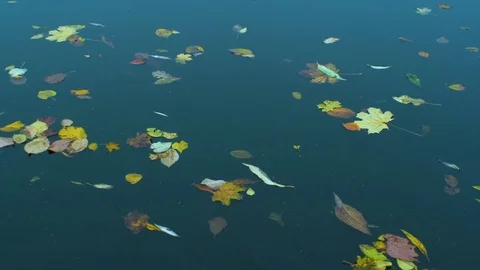 Autmn leaves are floating down the water Stock Footage 81537037