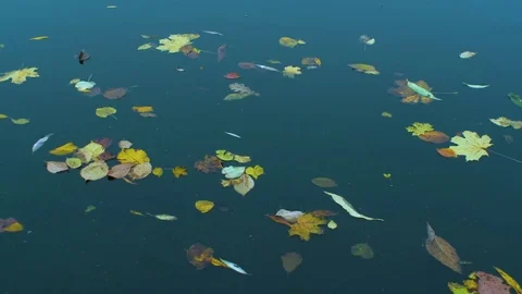Autmn leaves are floating down the water Video stock 81537601