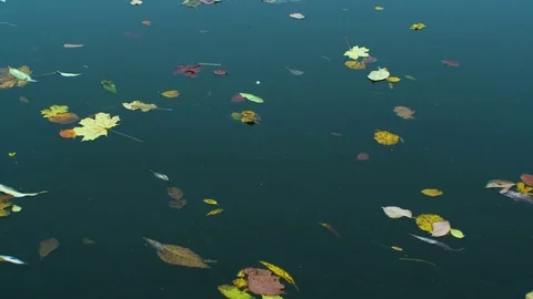Autmn leaves are floating down the water Stock Footage 81539023