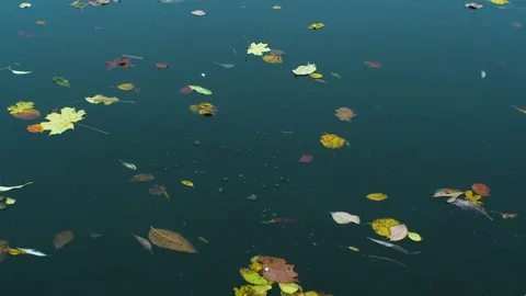 Autmn leaves are floating down the water Stock Footage 81539276