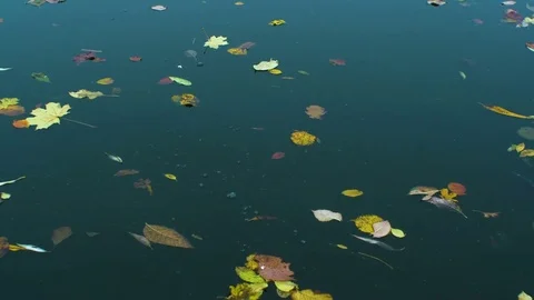 Autmn leaves are floating down the water Stock Footage 81539900