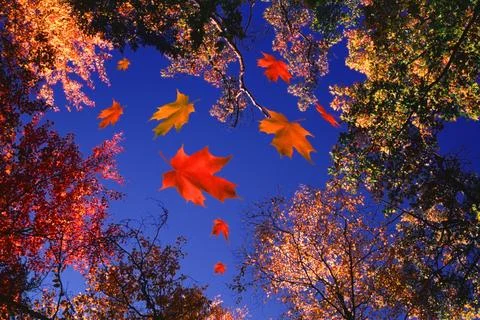Autmn leaves falling. Stock Photos