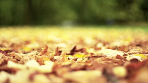 Autmn Leaves Stock Footage 41797440