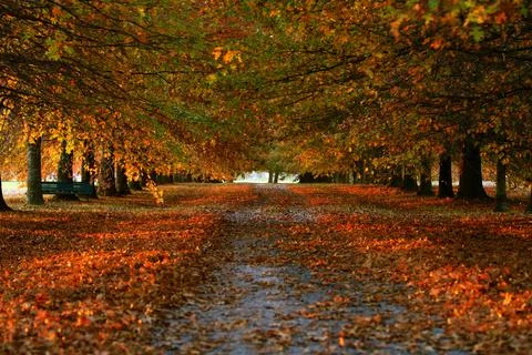Autmn leaves Foto stock