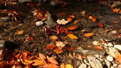 Autmn leaves in tiny brook Video stock 12376097