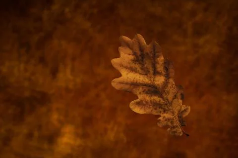 Autmn oak leaf Stock-Fotos