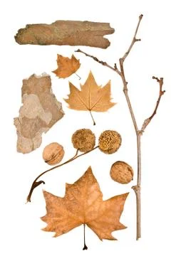 Autmun elements isolated on white Foto stock