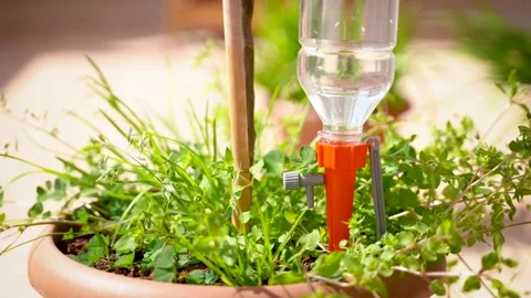 Auto Drip Irrigation System Inside The Pot Video stock 171573311