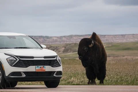 Auto v Bison Stock Photos