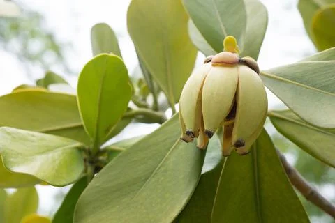 Autograph Tree fruit on nature background Foto stock