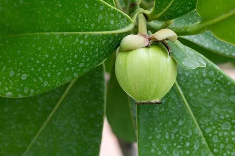 Autograph Tree fruit on nature background Stock Photos