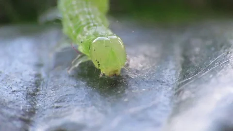 Autographa gamma Stock Footage 94336057