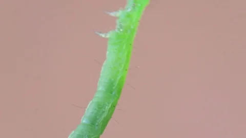 Autographa gamma Stock Footage 94336725