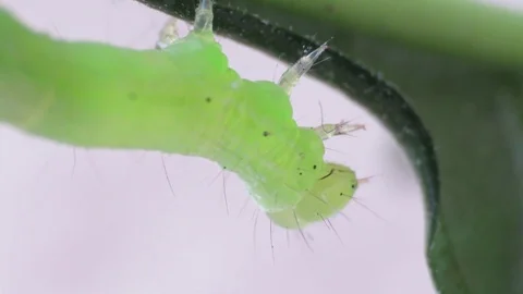 Autographa gamma Stock Footage 94338672