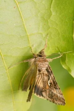Autographa gamma Stock Photos