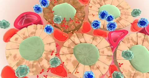 The Autoimmune Attack on Thyroid Cells Illustrazione stock