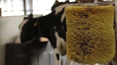 Automated brush for cleaning cows Stock Footage 73554928