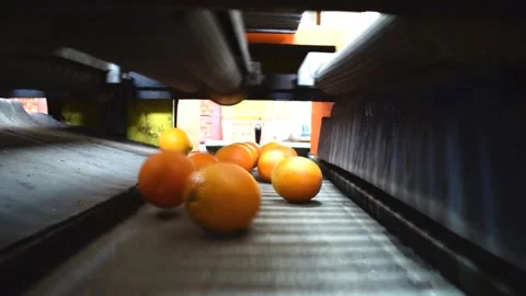 The automated calibration of citrus fruit Stock Footage 332241209