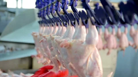 Automated Chicken Slaughterhouse and Processing Plant Stock Footage 304423976